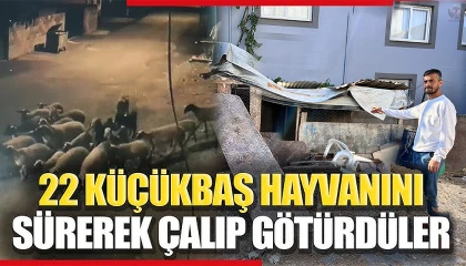 Depremzede vatandaşın 22 küçükbaş hayvanını sürerek çalıp götürdüler: O anlar kamerada