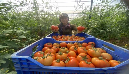 Domateste ilk hasatlar gelmeye başladı