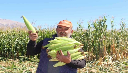 Elmalıda silajlık mısır hasadı yapıldı