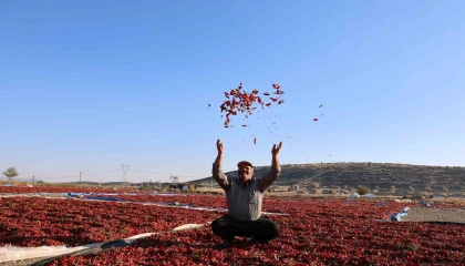 En acı hasat: Maraş biberinde üretim 50 bin ton