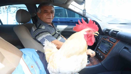Gelen tüm teklifleri reddeden esnaf, 19 aydır beslediği horozunu Mercedesiyle şehir turuna çıkarıyor