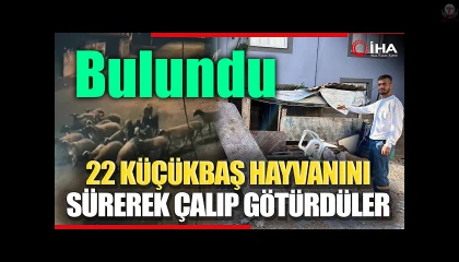 Hatay'da çalınan 22 koyunu polis ekipleri buldu