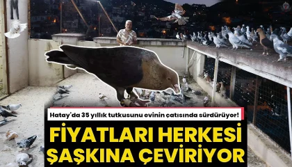 Hatay'da Serdal Tecimen'in Güvercin Tutkusu
