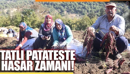 Hatay'da Tatlı Patates Hasadıyla Deprem Yaraları Sarılıyor