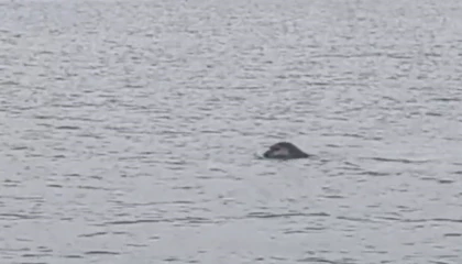 İskenderun körfezinde nesli tükenmekte olan Akdeniz foku kameralara yakalandı