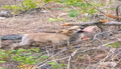 Ispartada vatandaşlardan tilkiye tavuk ikramı