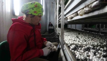 Ispartada yıllık 400 ton mantar üretiliyor