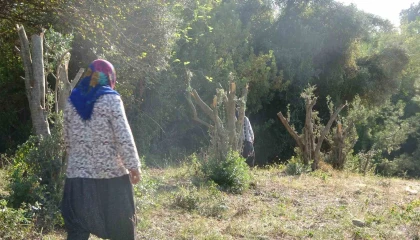 Kadınlara karşı soyunup tartışan kişi zeytin ağaçlarını kesti iddiası