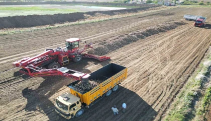 Kahramanmaraşta şeker pancarı hasadı başladı