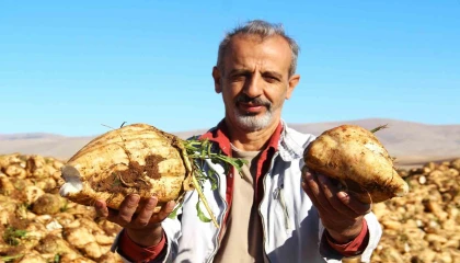 Kahramanmaraşta şeker pancarı hasadı başladı