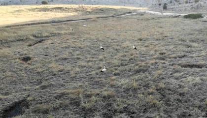 Kahramanmaraşta Söğüt Yaylasının son leylek kafilesi göç yolculuğuna başladı