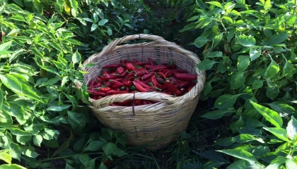 Karaisalı biberi tescillendi