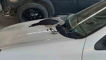 Karga, otomobilin anahtarını çaldı: O anlar kamerada