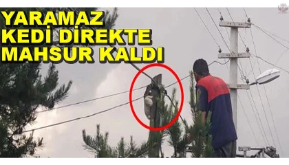 Kedi çıktığı direkte mahsur kaldı