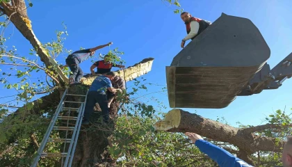 Kestiği ağacın altında kalarak hayatını kaybetti