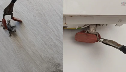 Klimaya giren bukalemunu itfaiye yakaladı