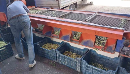 Mersinde bahçeden sofralara zeytinyağı yolculuğu başladı