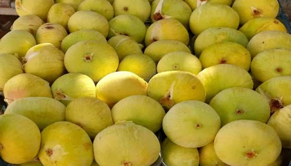 Mersinde incirin sezonu 80 lirayla kapatması üreticinin yüzünü güldürdü