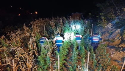 Mersinde uyuşturucu yetiştirenlere operasyon: 3 gözaltı