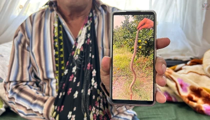 Narenciye topladığı esnada engerek ısıran çiftçi, hayata tutunmayı başardı