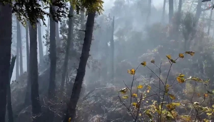 Orman yangınına müdahale çevre illerden destekle devam ediyor