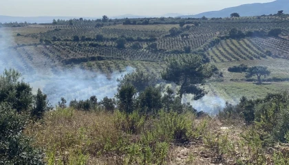 Osmaniyede otluk alanda başlayan yangın zeytin ağaçlarına sıçradı
