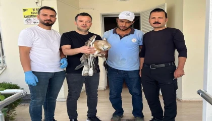 Osmaniyede yaralı bulunan yılan kartalı tedavi altına alındı