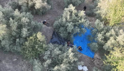 Osmaniyede zeytin hasadı başladı