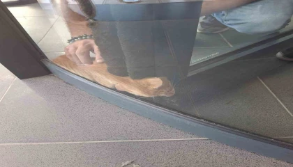 Primemall AVMnin döner kapısında kedi mahsur kaldı