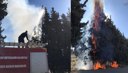 Reyhanlıda çamlık alanda yangın çıktı