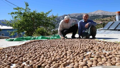 Saimbeyli Çeralan cevizi tescil yolunda