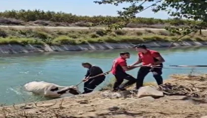 Sulama kanalına düşen ineği itfaiye kurtardı