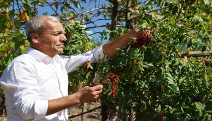 Sumakçı Dede bir ilke imza attığı sumakları miras bıraktı