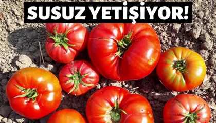 Susuz yetişen domateste mevsim normallerinin üstündeki sıcaklarda hasat sürüyor