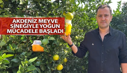 Türkiyenin narenciye üretim merkezinde Akdeniz meyve sineğiyle mücadele sürüyor