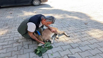 Yaralı bulunan dağ keçisi tedaviye gönderildi
