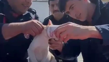 Yaramaz kedi, kafasını konserve kutusuna sıkıştırdı