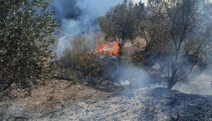 Yayladağında zeytinlik yangını