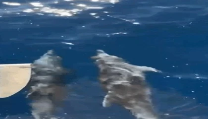 Yunuslar tekne ile yarıştı, turistler o anları heyecanla kaydetti