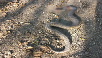 Zeytin toplarken engerek yılanı soktu