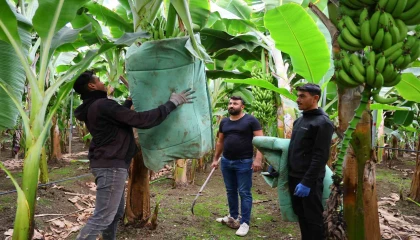 Adanada ekim alanı 100 kat artan muzda hasat başladı