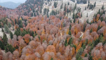 Adanada kayın ormanı sonbaharda görsel şölen oluşturdu