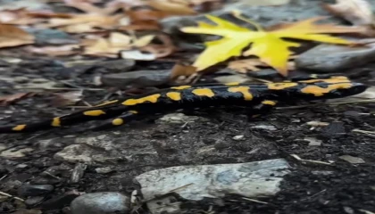 Adanada nesli tükenmekte olan semender görüldü