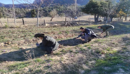 Altın değerindeki safranın hasadı Adanada yapıldı