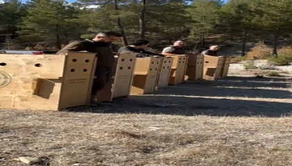 Antalyada 8 dişi alageyik yeni yaşam alanlarına kavuştu