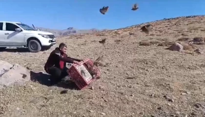 Antalyada doğaya 240 çil keklik salındı