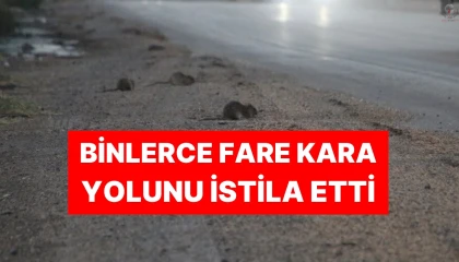 Araçlardan dökülen tahıllarla beslenen fareler, kara yolunu adeta istila etti