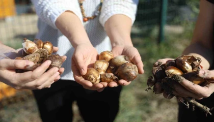 Büyükşehir Belediyesinden kadın girişimcilere tarımsal destek