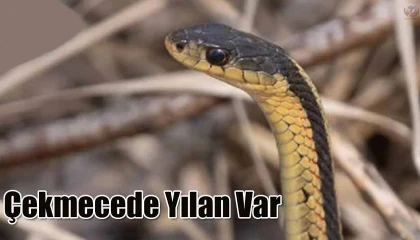 Çekmeceye giren yılan paniğe neden oldu
