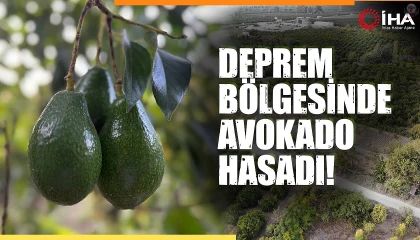 Deprem bölgesinde bereketli hasat: Avokado tarlada tanesi 20 TLden alıcı buluyor